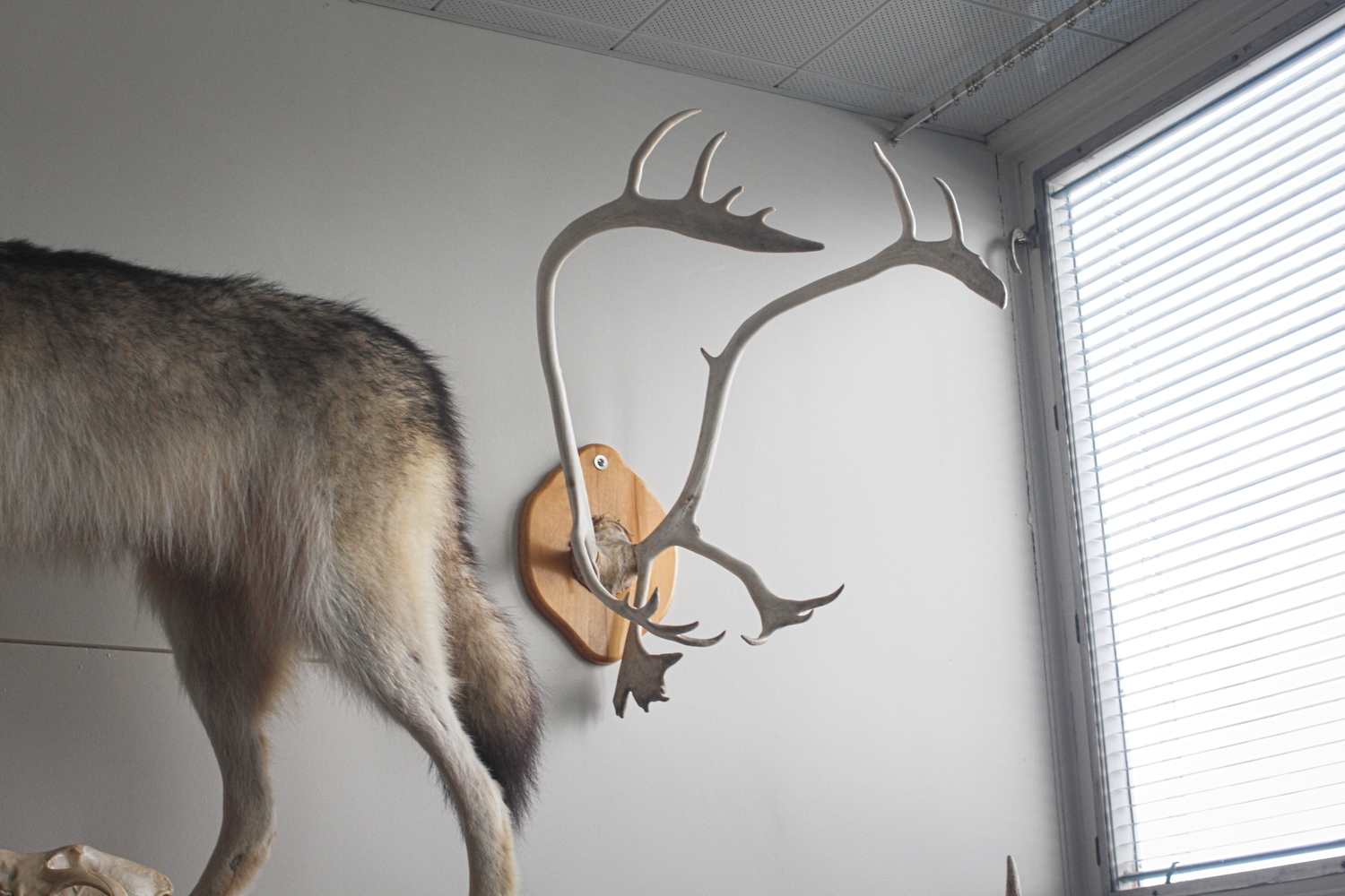 Les bois de caribou.