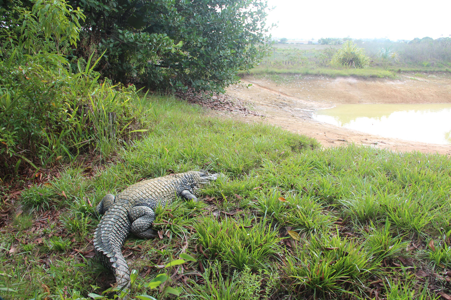 Caïman – crédit Zoo de Guyane