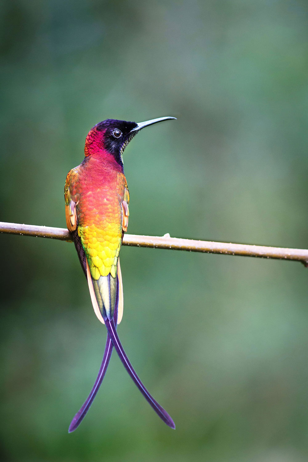 Colibri topaze - crédit Parc amazonien M FERNANDEZ