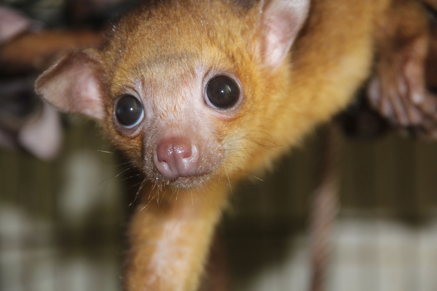 Kinkajou – crédit Zoo de Guyane