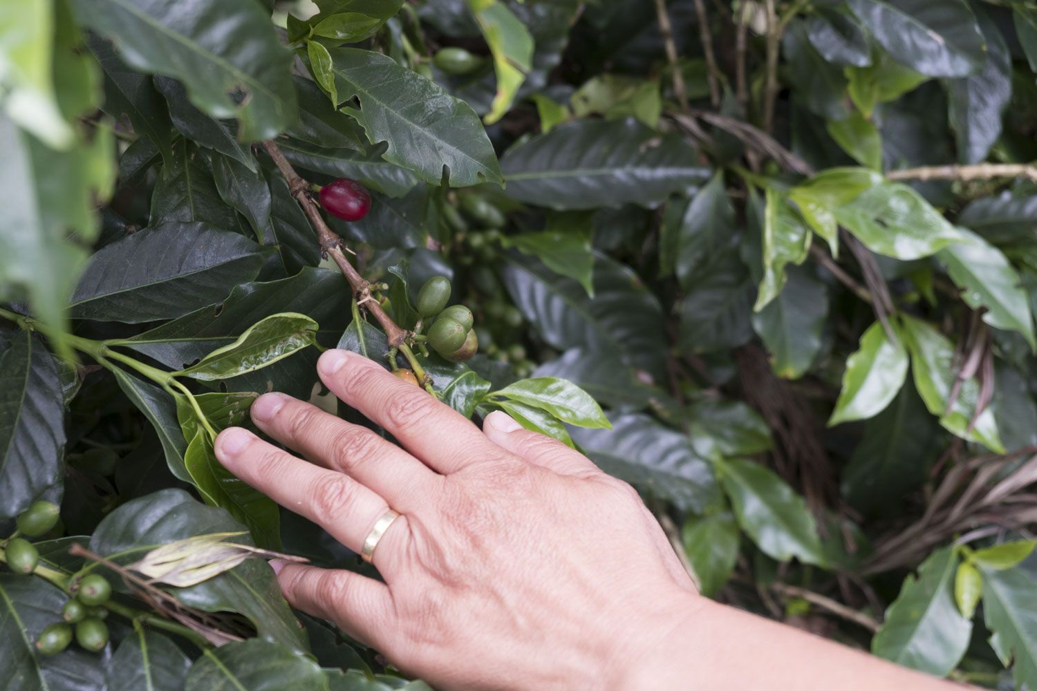 Quand le fruit est rouge, il est prêt à être ramassé.