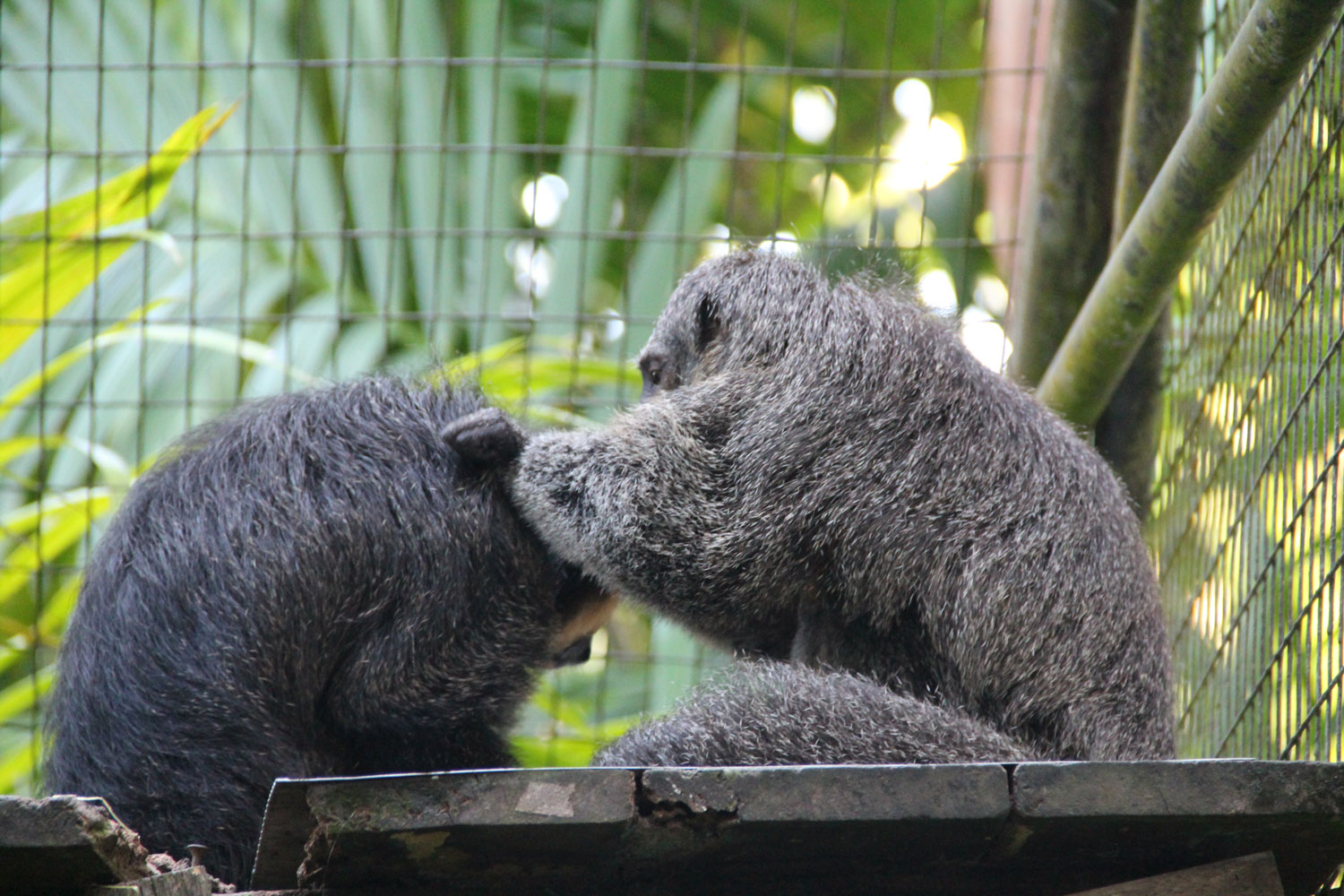 Singes – crédit Zoo de Guyane