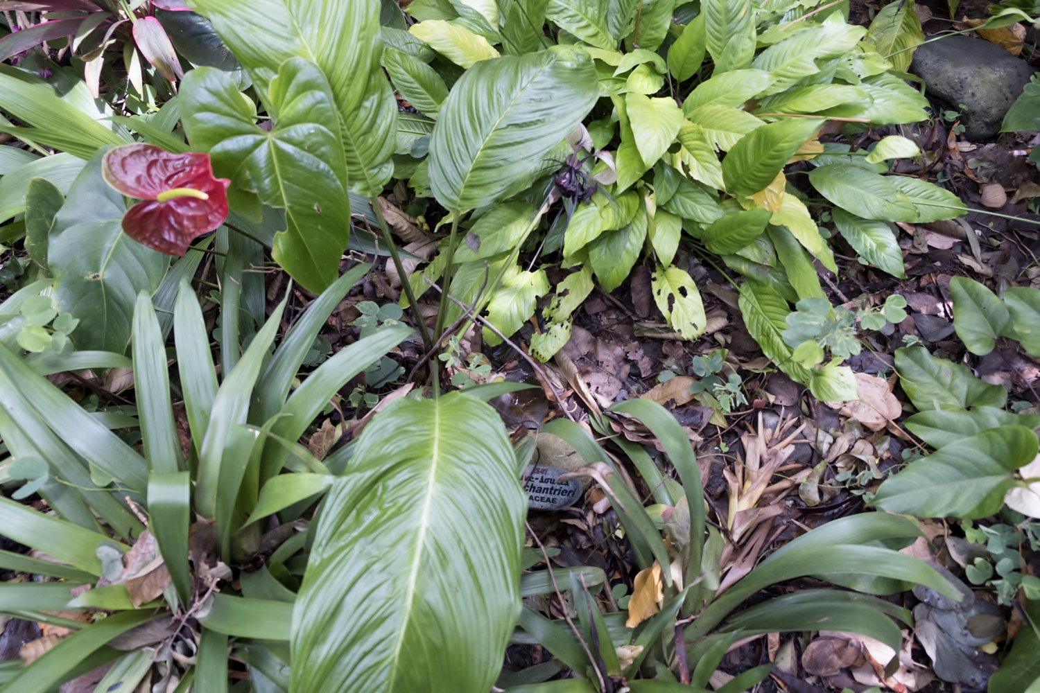 Autre astuce des jardiniers réunionnais, laisser les feuilles mortes sur la terre pour faire de l’engrais naturel.
