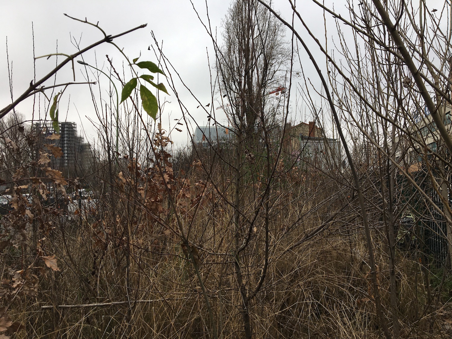 Les plantations très denses rappellent les forêts à l’état sauvage © Globe Reporters