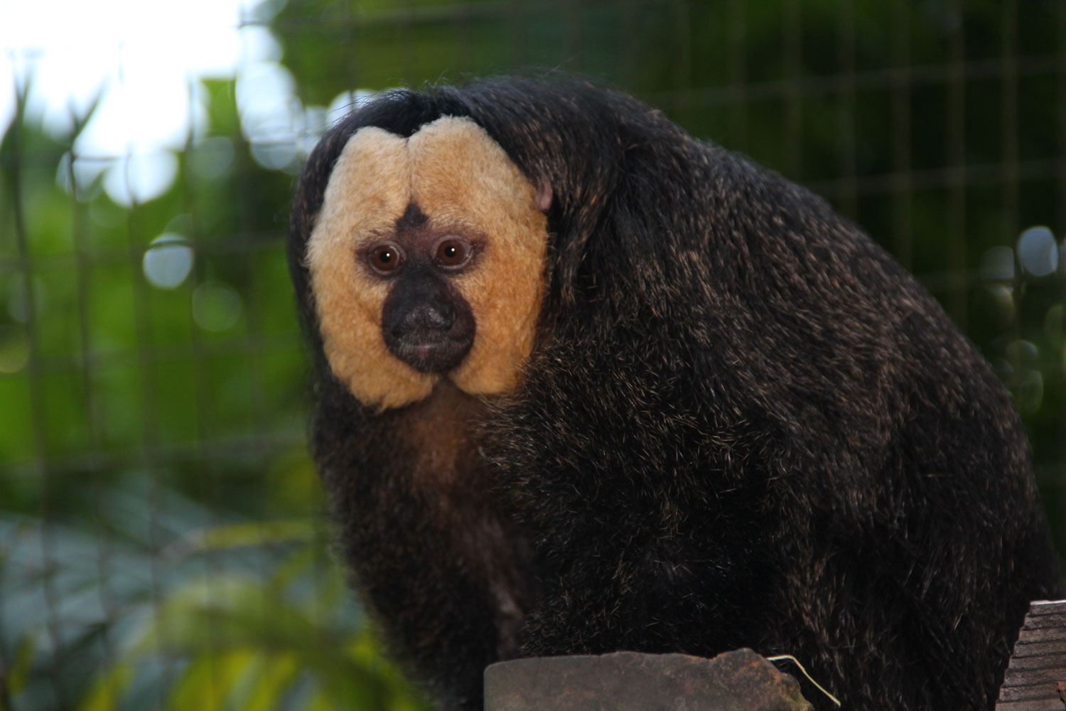 Singes – crédit Zoo de Guyane