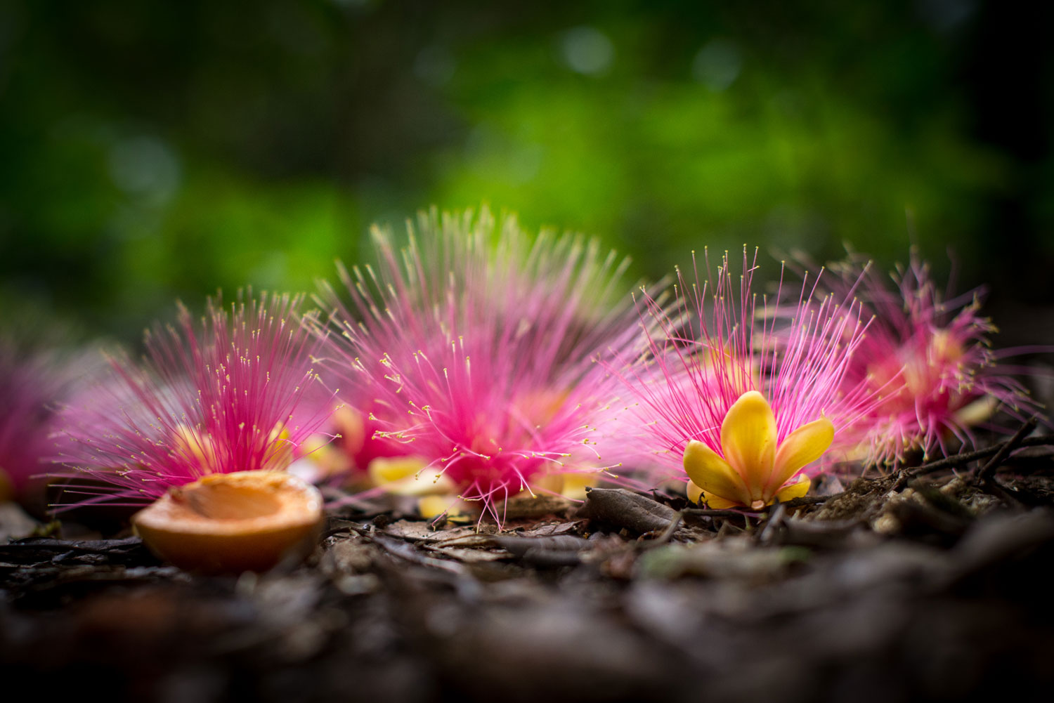 Chawari, plantes de la forêt amazonienne – crédit Parc amazonien G KLEITZ