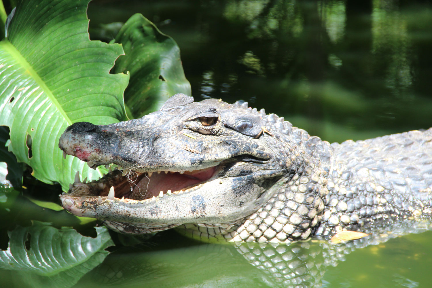 Caïman – crédit Zoo de Guyane
