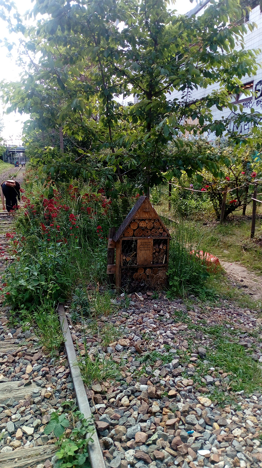 C’est tout un écosystème de biodiversité urbaine qui a ainsi pu être recréée sur les anciennes voies ferrées © Globe Reporters