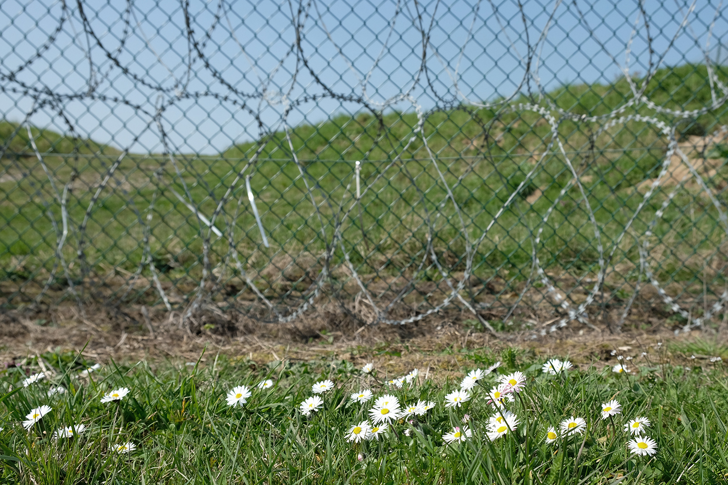 Le printemps s’arrête aussi devant les barbelés ?
