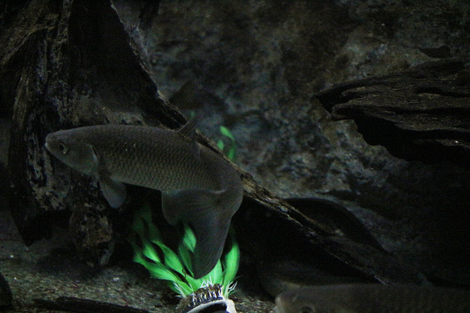 Ces aquariums abritent quelques-unes des 33 espèces de poissons qui vivent dans la Seine ou la Marne en agglomération parisienne © Globe Reporters