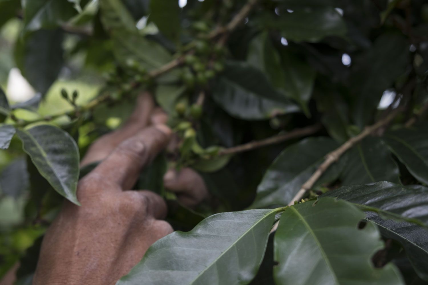 Mais Mongi est inquiet car une chenille attaque ses arbres. C’est une petite chenille qui se nourrit des fruits du caféier. Une fois dans la baie, celle-ci ne peut plus être récoltée. 