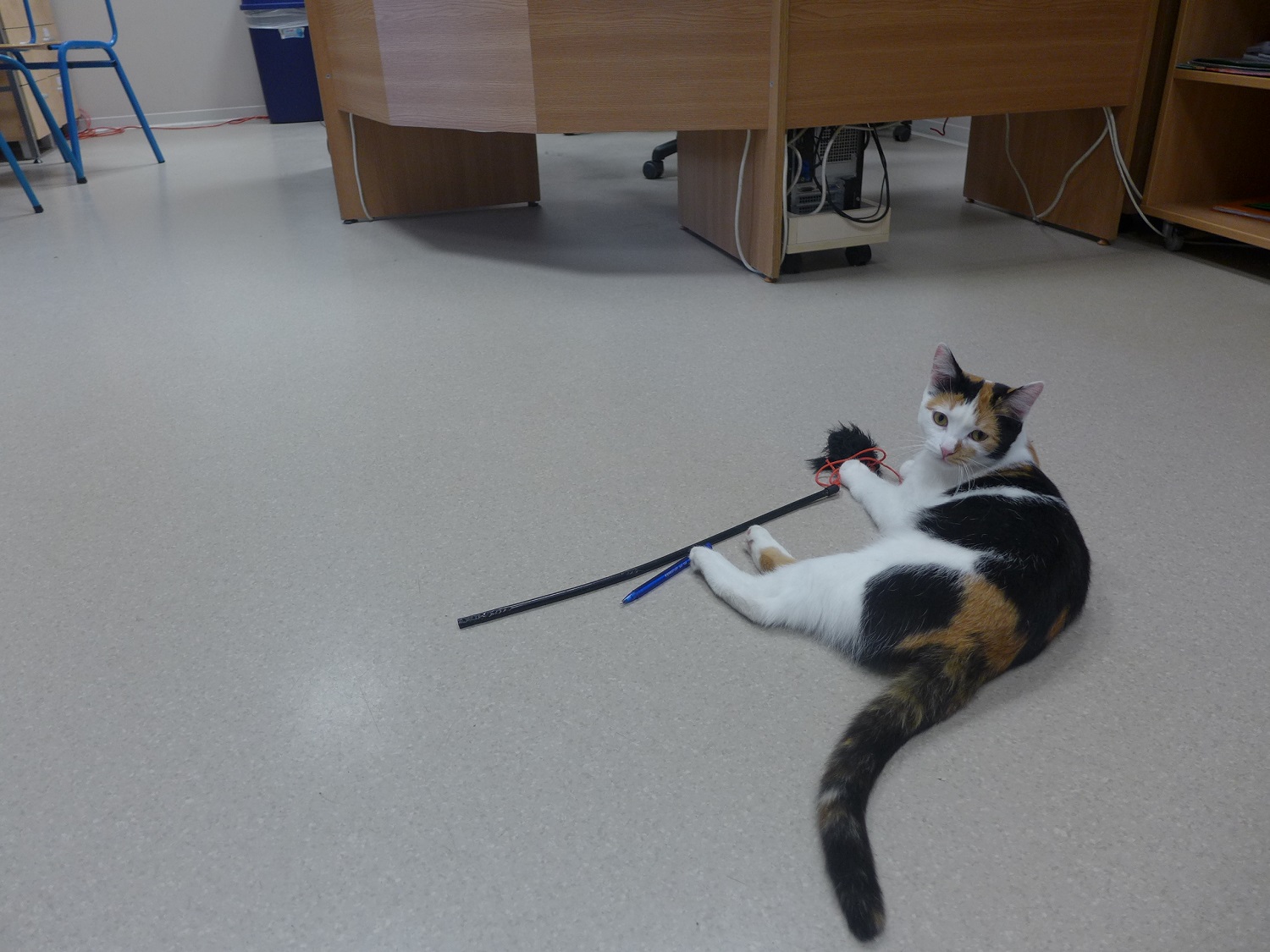 Craouette, le chat du lycée !