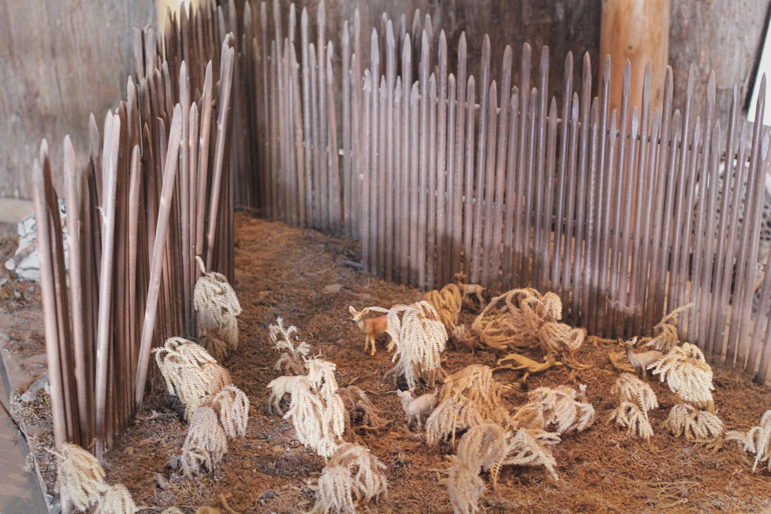 Reproduction d’une trappe gigantesque en palissades pour attirer et chasser les chevreuils.